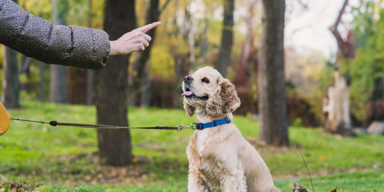 Fins, Feathers, and Furry Friends: Tailoring Pet Care for Every Species